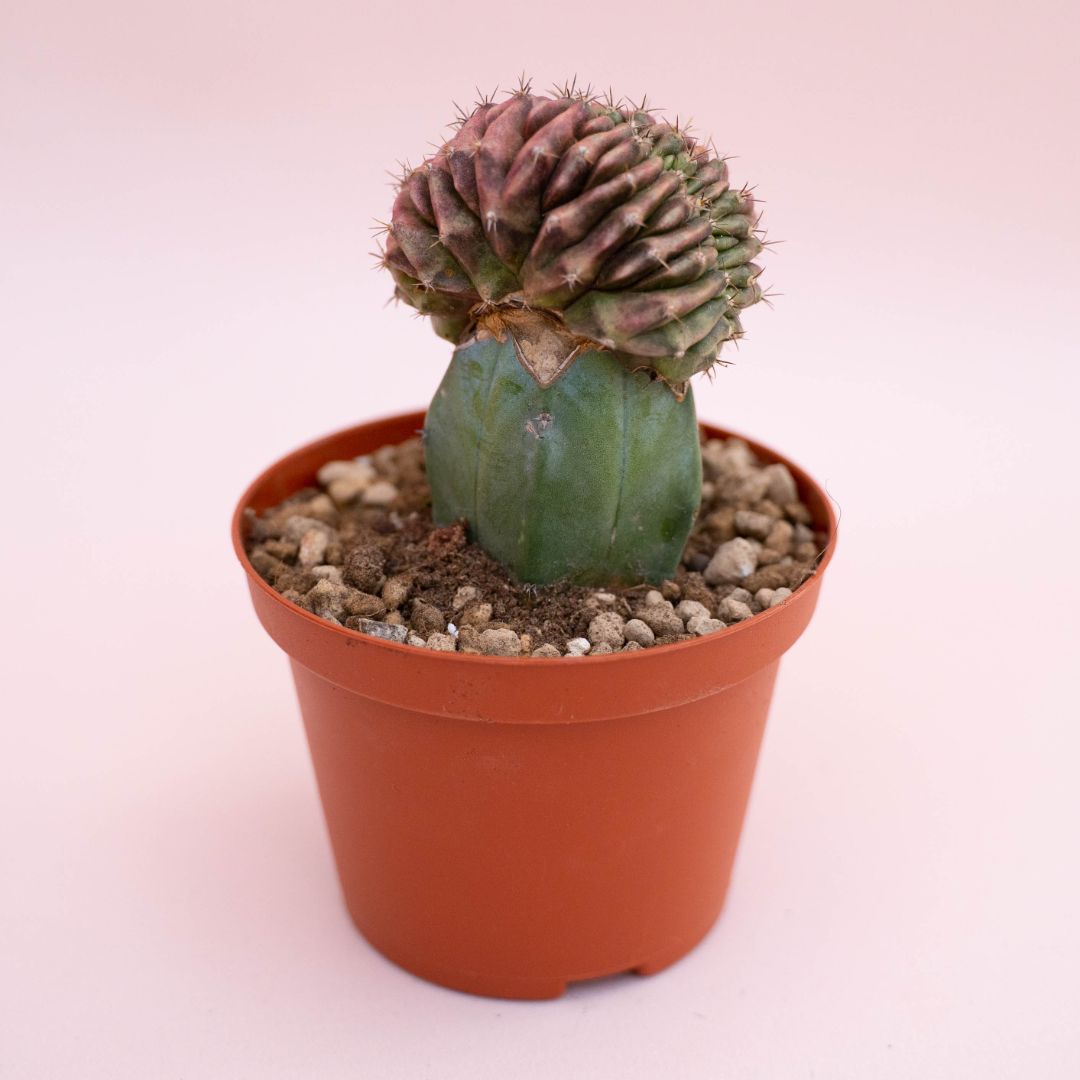 Gymnocalycium damsii v. rotundulum Ø 10,5 cm