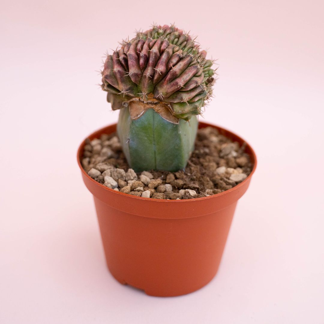 Gymnocalycium damsii v. rotundulum Ø 10,5 cm