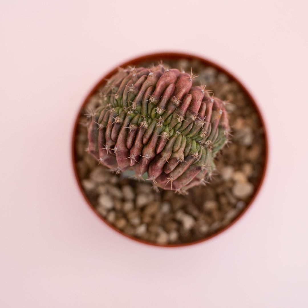 Gymnocalycium damsii v. rotundulum Ø 10,5 cm