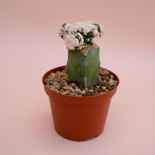 Obregonia denegrii mostruosa Ø 10,5 cm