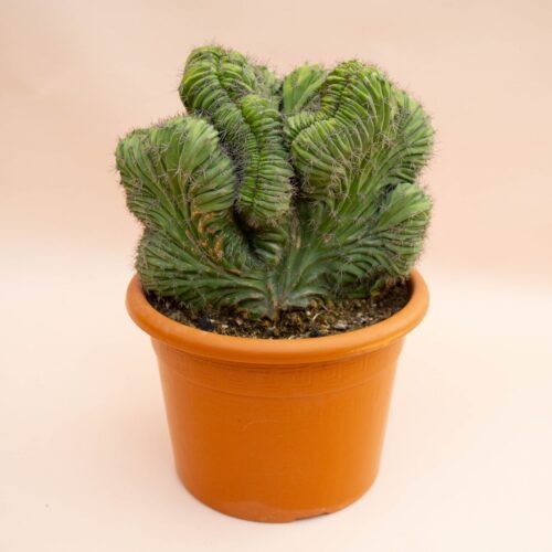 Polaskia chichipe crestata Ø 20 cm