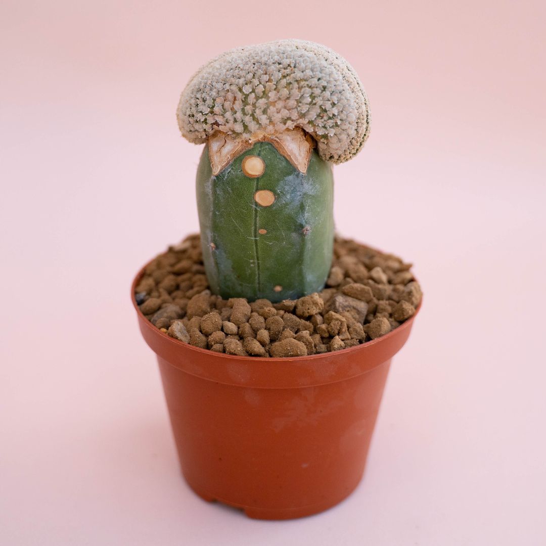 Turbinicarpus valdezianus crestato Ø 10,5 cm