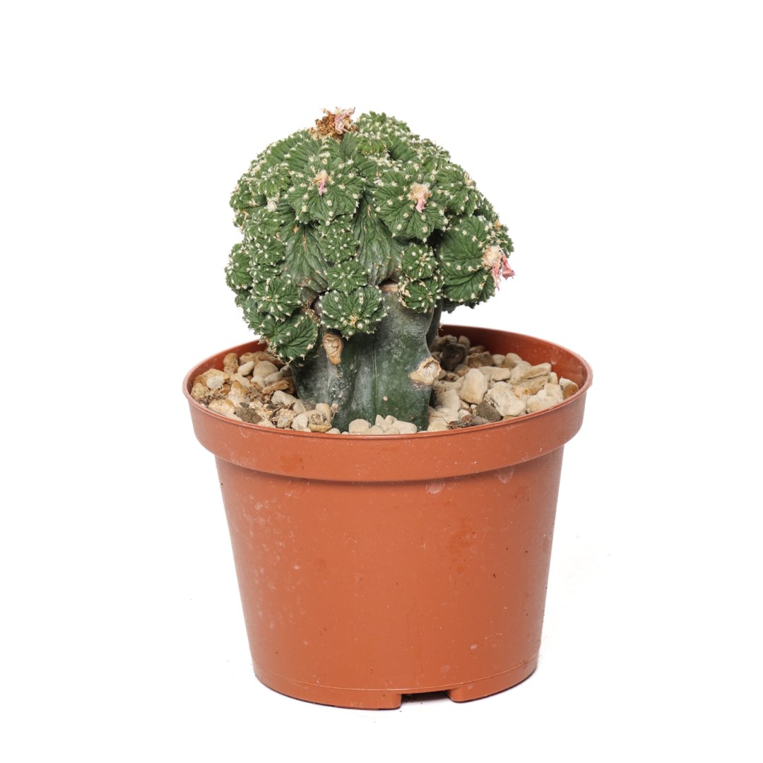 Aztekium ritteri Ø 10.5 cm