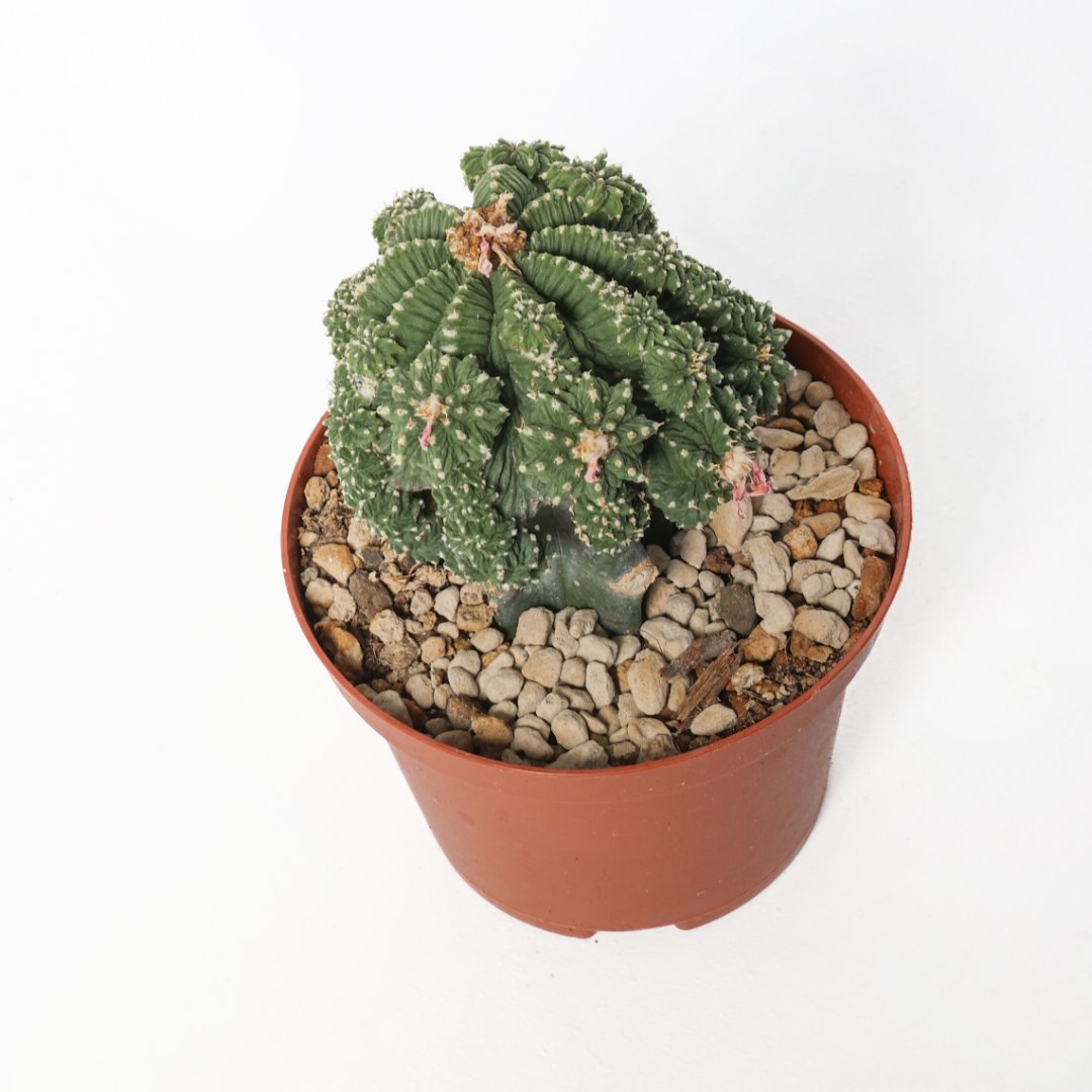 Aztekium ritteri Ø 10.5 cm - immagine 2