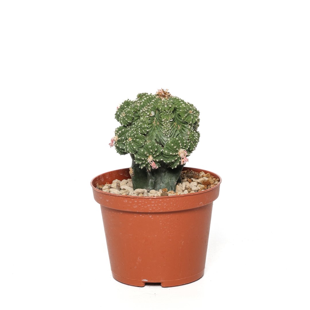 Aztekium ritteri Ø 10.5 cm - immagine 3
