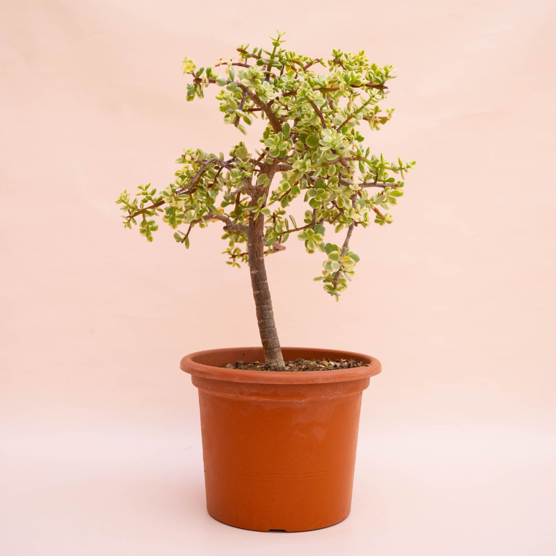Portulacaria afra variegata Ø 25 cm