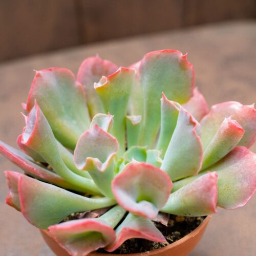 Echeveria Trumpet Pinky Ø 8 cm 388G