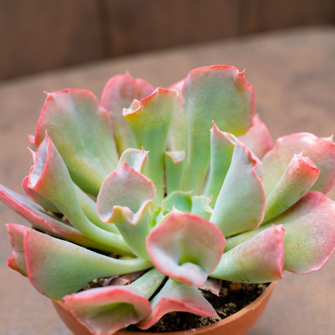 Echeveria Trumpet Pinky Ø 8 cm 388G