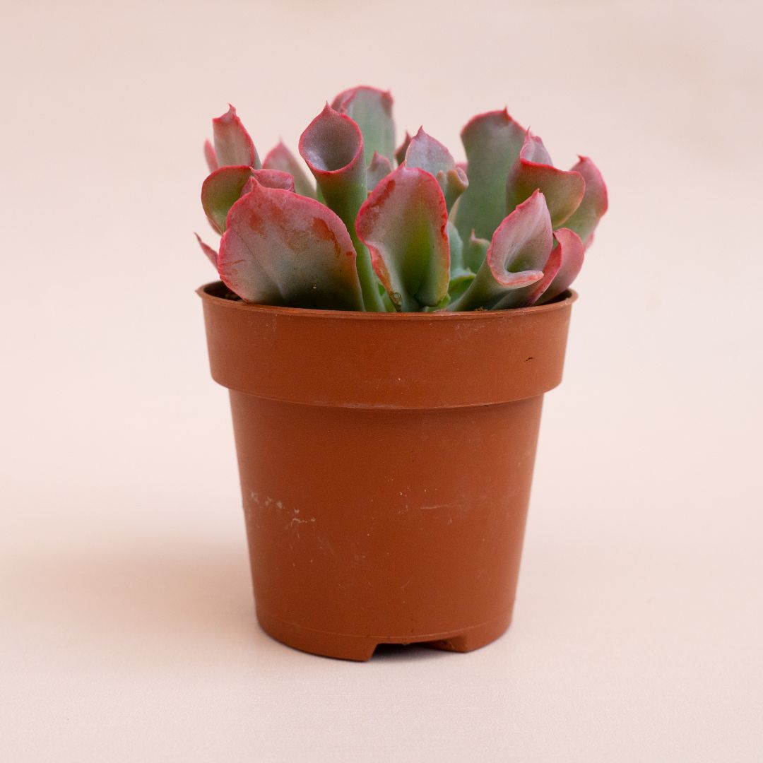 Echeveria Trumpet Pinky Ø 8 cm 388G