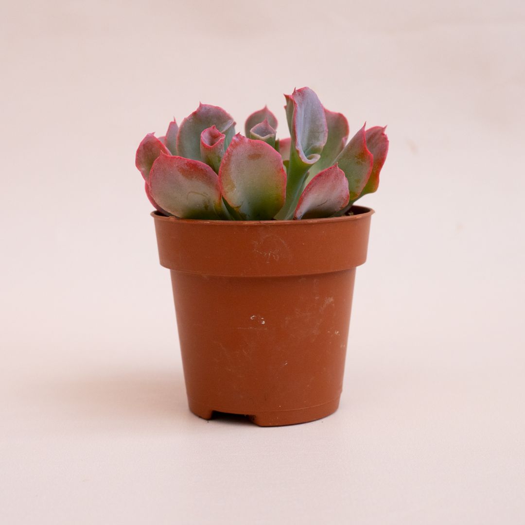 Echeveria Trumpet Pinky Ø 8 cm 388G