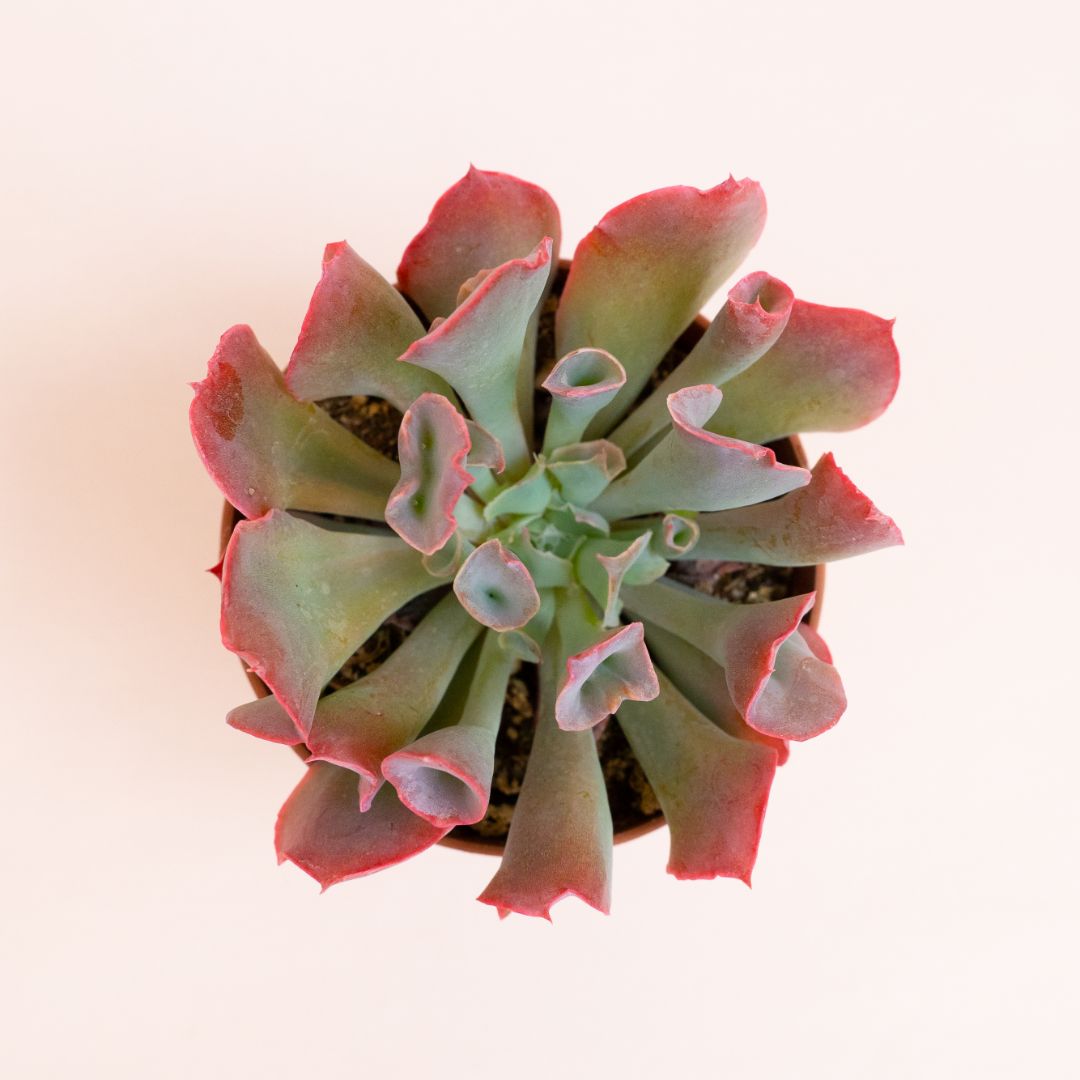 Echeveria Trumpet Pinky Ø 8 cm 388G