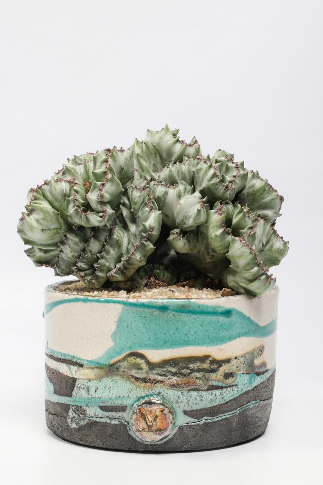 Euphorbia lactea crestata ManeRaku 323