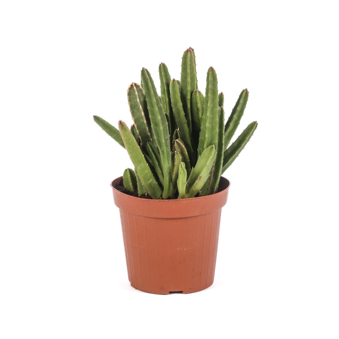 Stapelia hirsuta Ø 14 cm - immagine 3