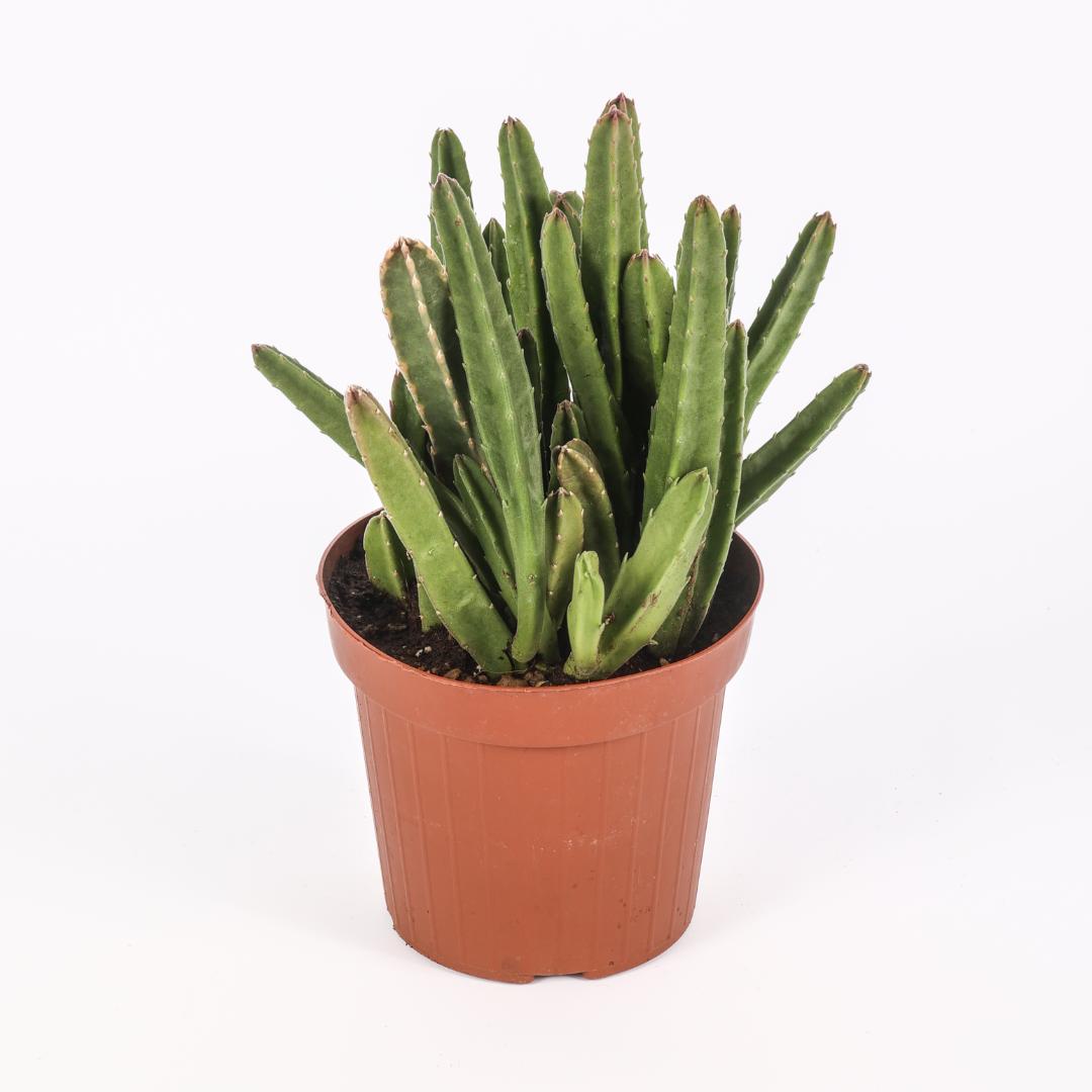Stapelia hirsuta Ø 14 cm - immagine 2