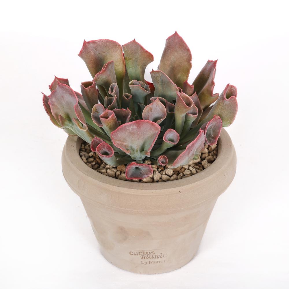 Echeveria 'Trumpet Pinky' Ø 14