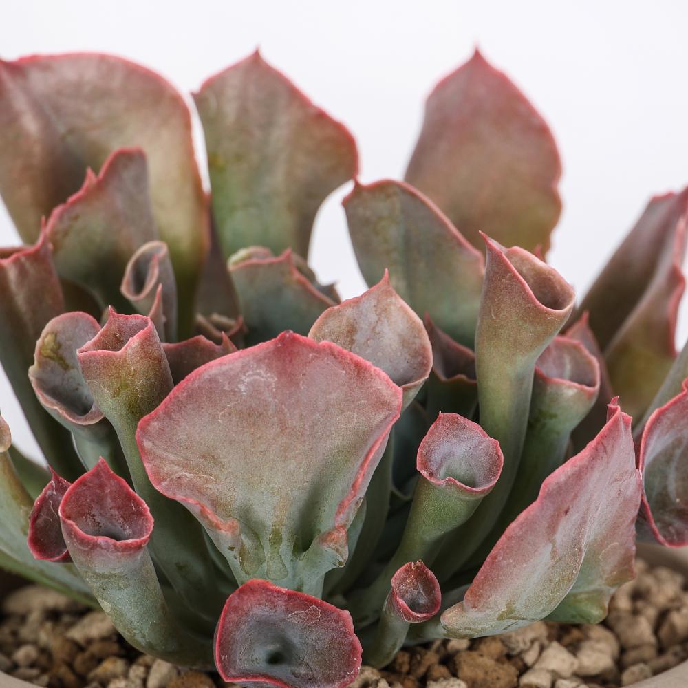 Echeveria 'Trumpet Pinky' Ø 14