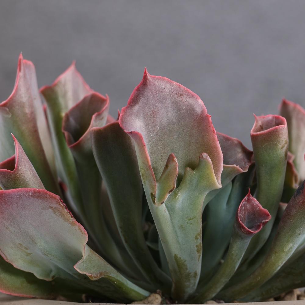 Echeveria 'Trumpet Pinky' Ø 14