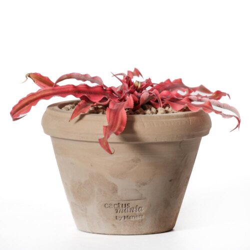 Cryptanthus Pink Star Ø 14
