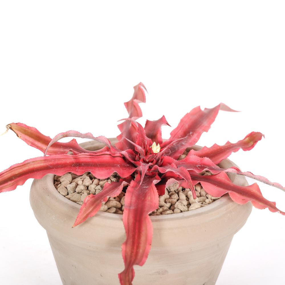 Cryptanthus Pink Star Ø 14