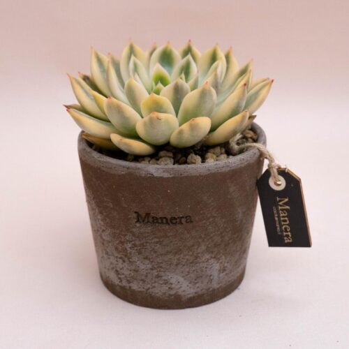 Echeveria mira variegata - Linea Manera