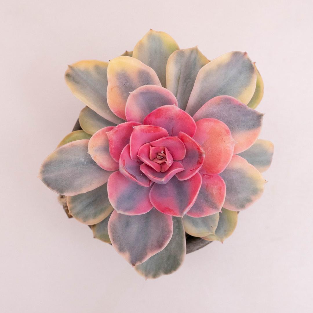 Echeveria Perle von Nürnberg Rainbow