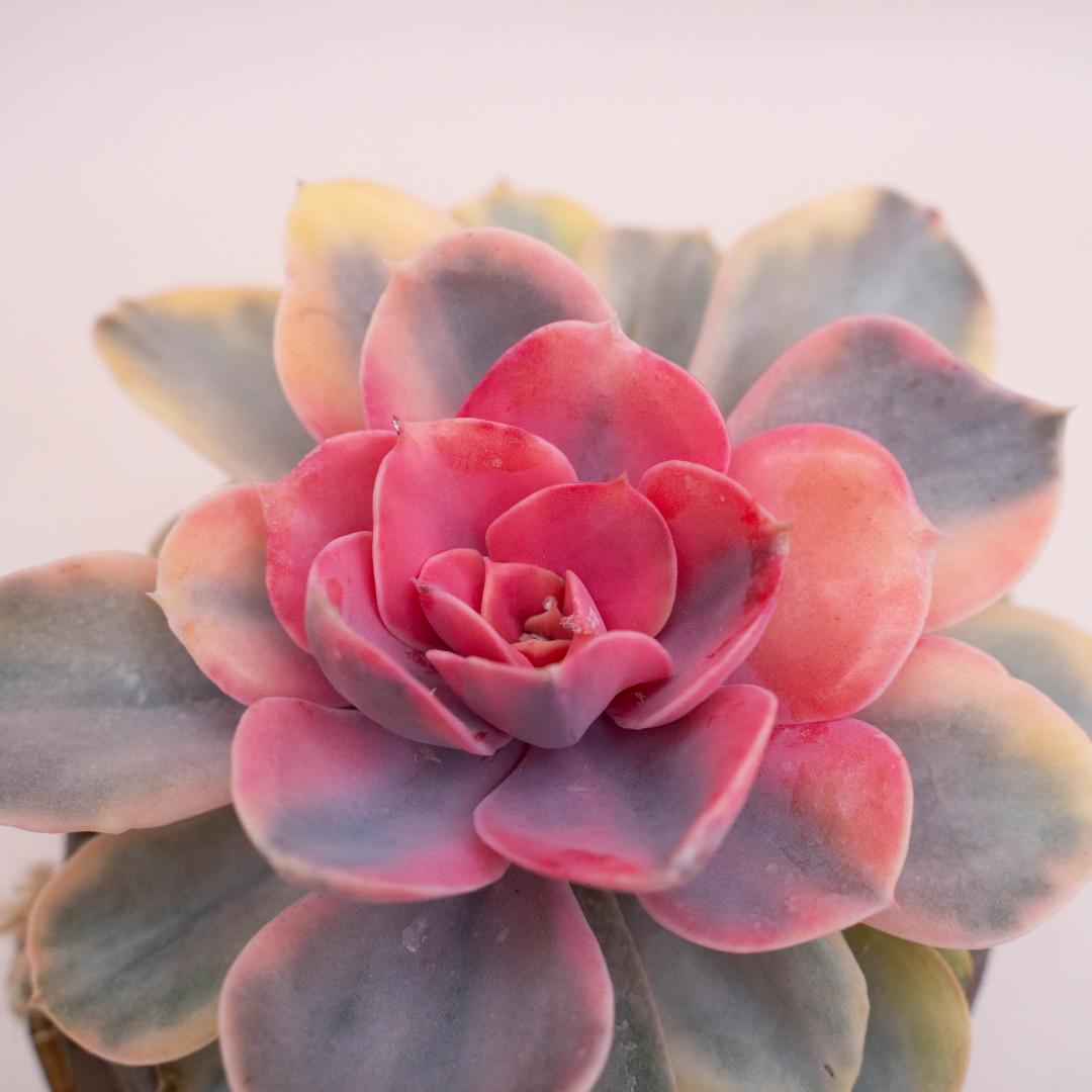 Echeveria Perle von Nürnberg Rainbow