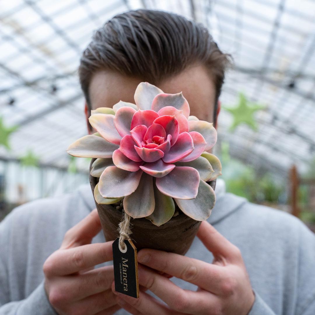 Echeveria Perle von Nürnberg Rainbow