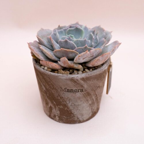 Echeveria pollux mariner - Linea Manera
