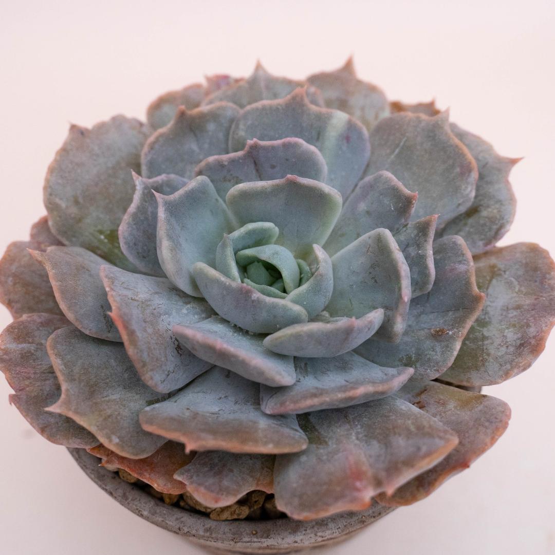 Echeveria pollux mariner - Linea Manera