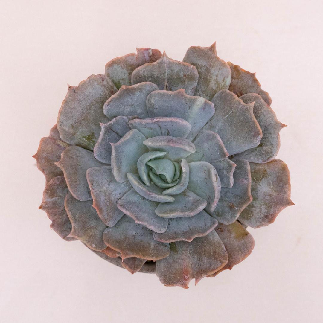 Echeveria pollux mariner - Linea Manera