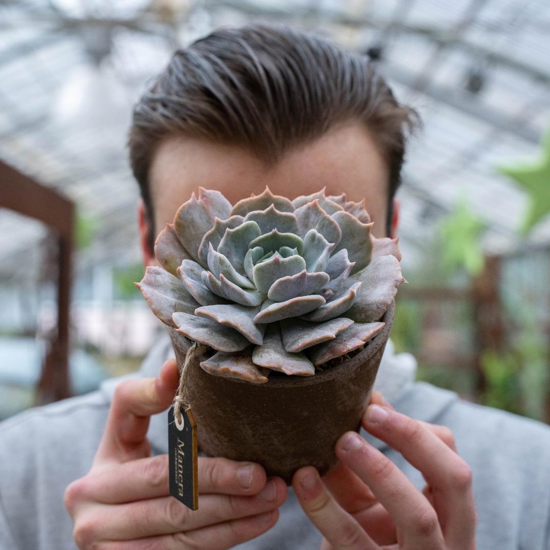 Echeveria pollux mariner - Linea Manera