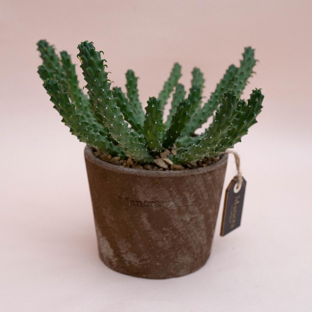 Euphorbia inermis - Linea Manera