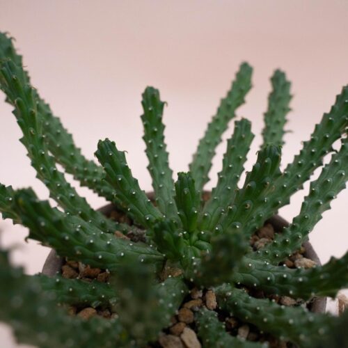 Euphorbia inermis - Linea Manera