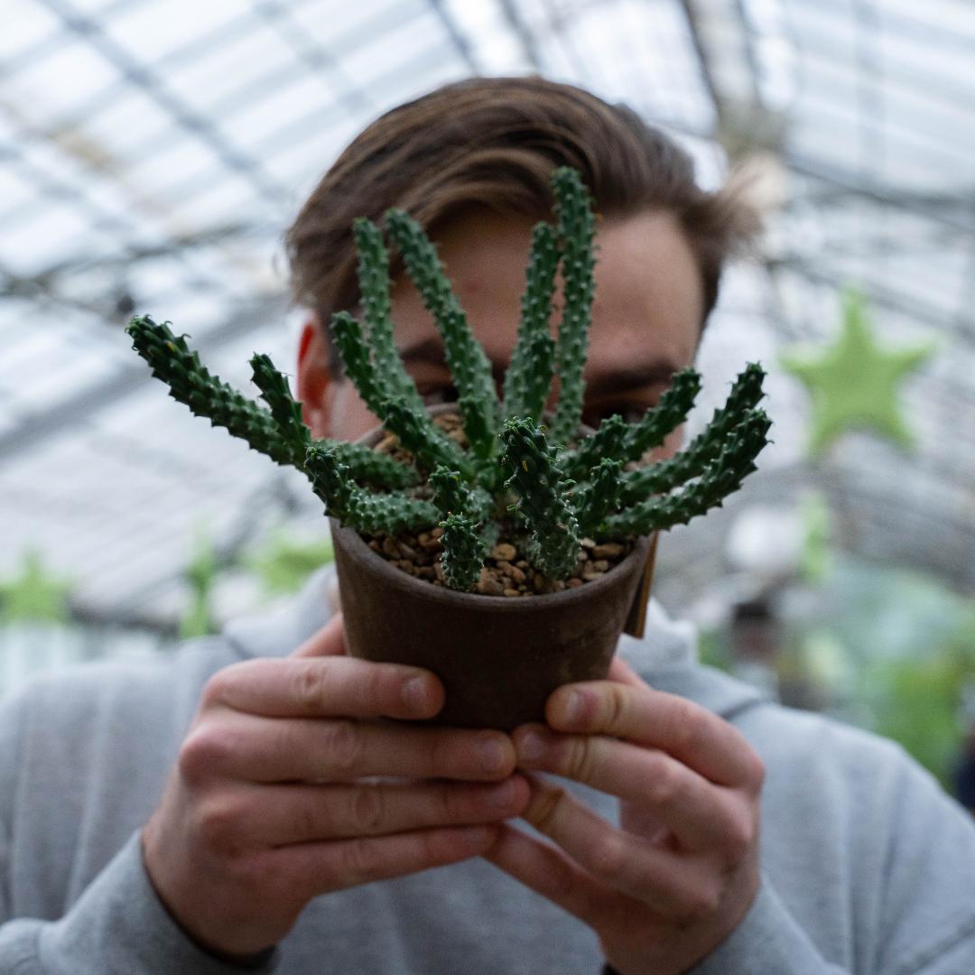 Euphorbia inermis - Linea Manera