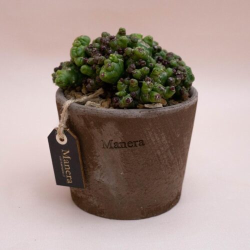 Mammillaria bocasana Fred mostruosa - Linea Manera