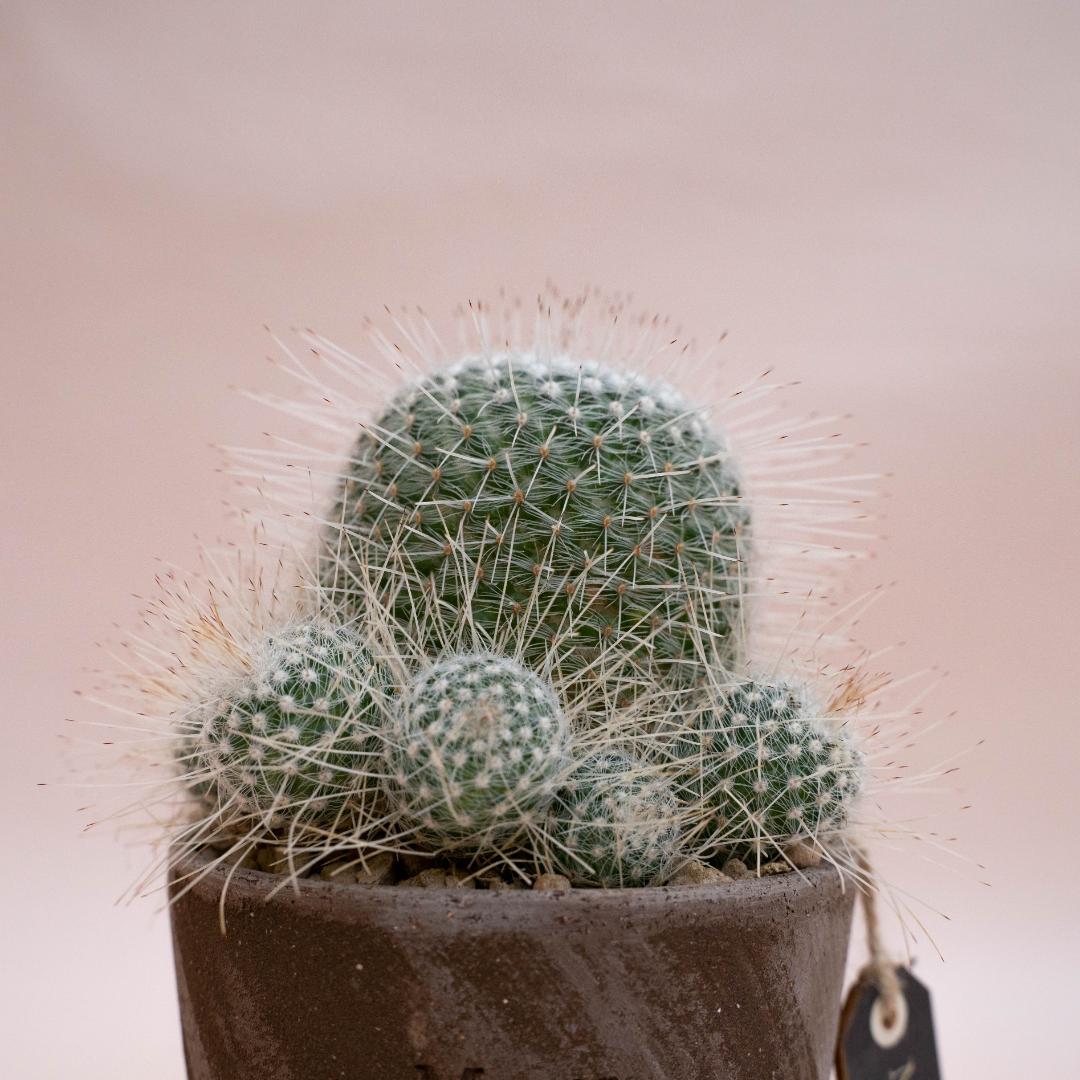 Mammillaria geminispina - Linea Manera