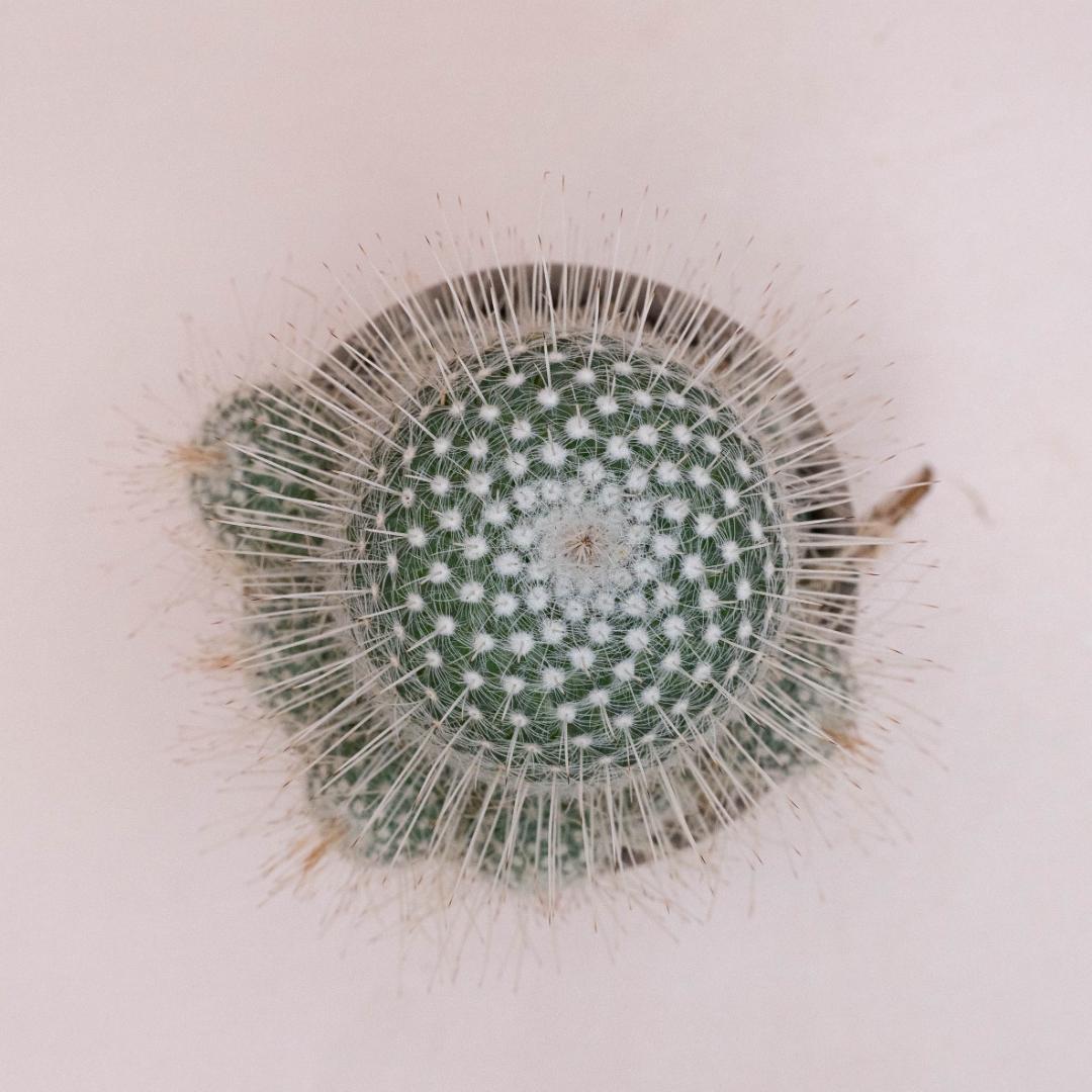 Mammillaria geminispina - Linea Manera