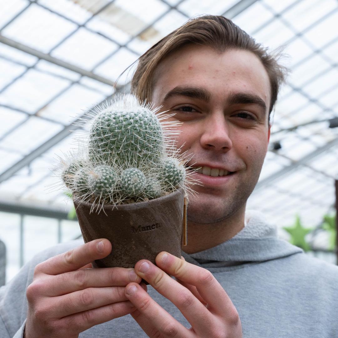 Mammillaria geminispina - Linea Manera