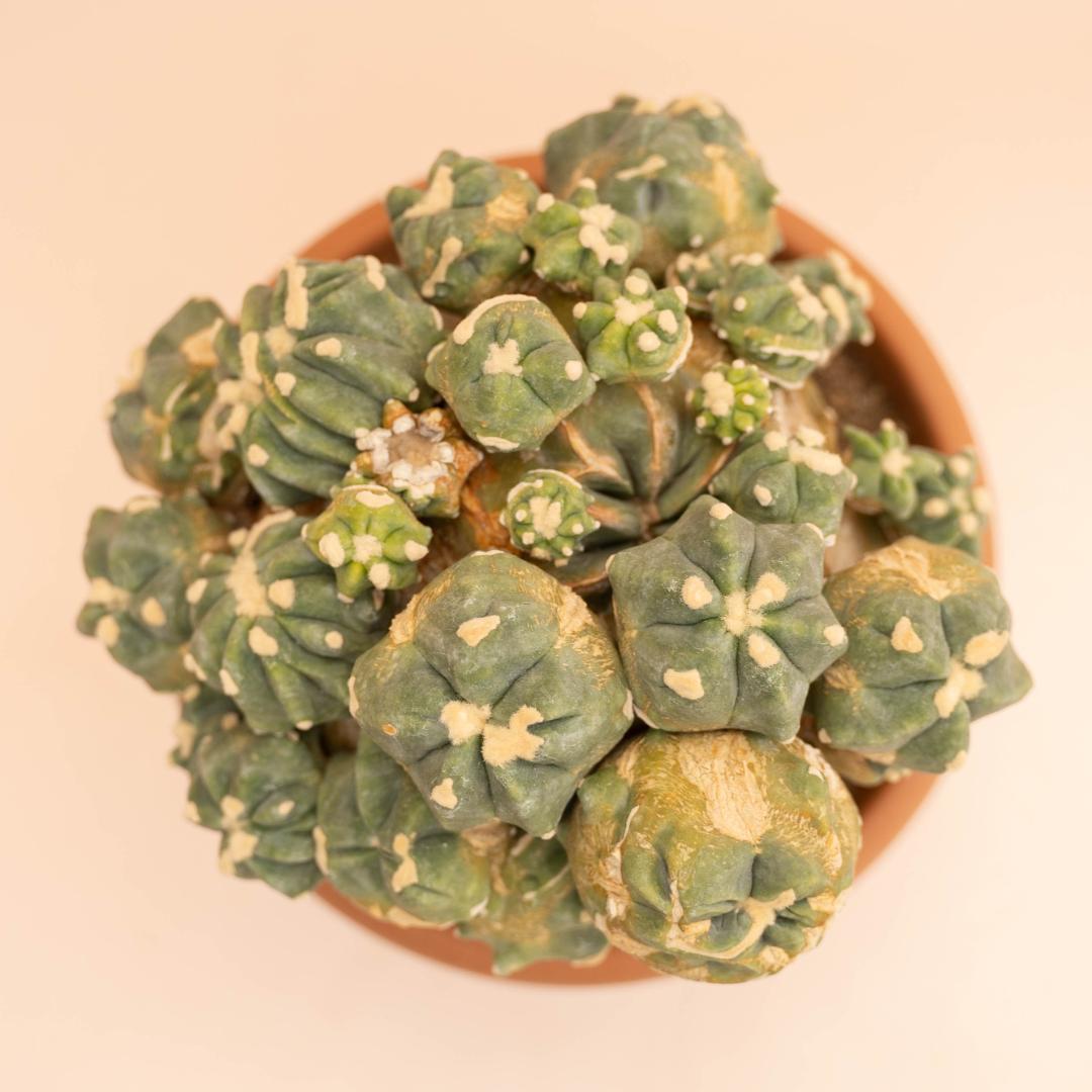 Ferocactus glaucescens nudum mostruosum Ø 20 cm