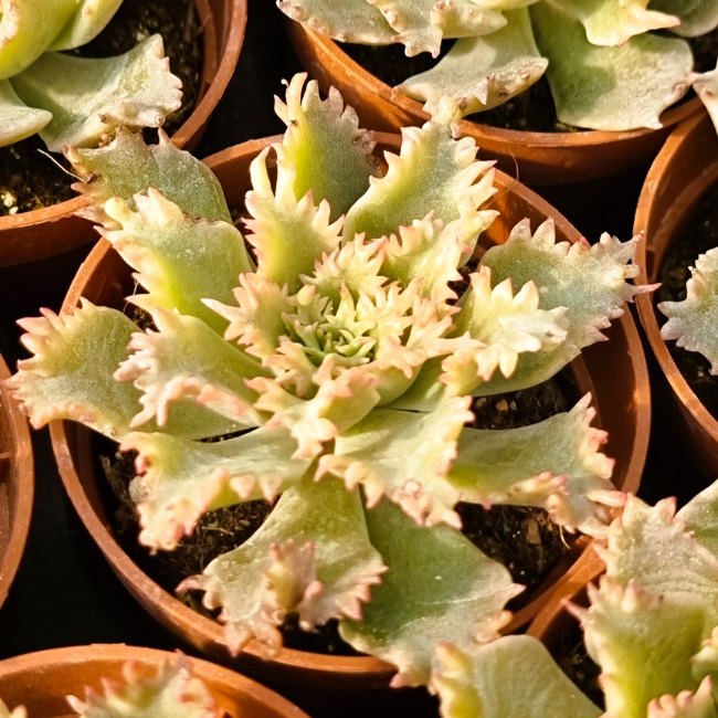 Graptoveria 'Starfire' Ø 14 cm