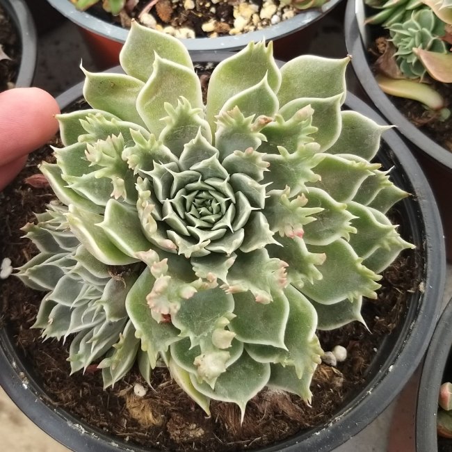 Graptoveria 'Starfire' Ø 14 cm