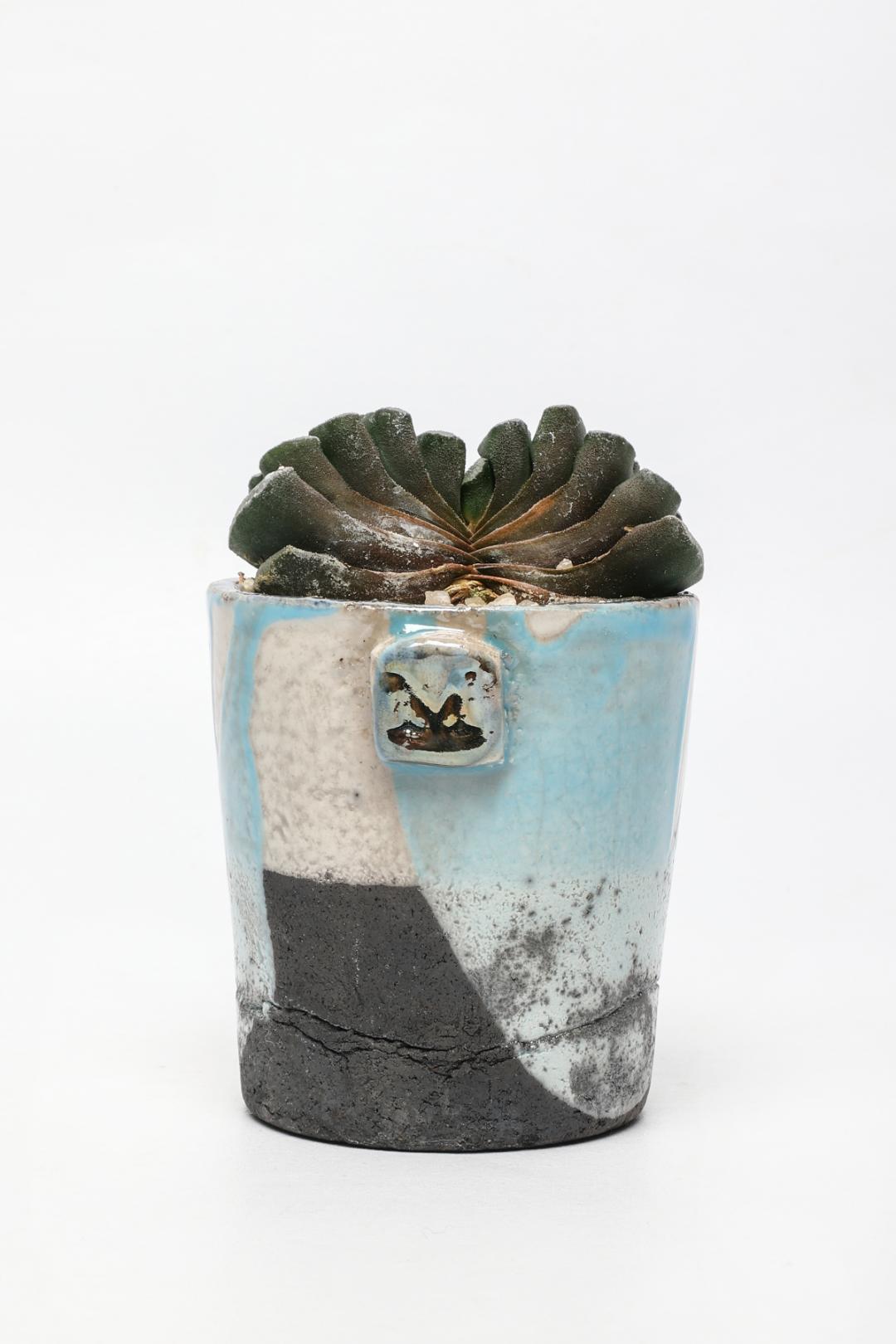 Haworthia truncata ManeRaku 381