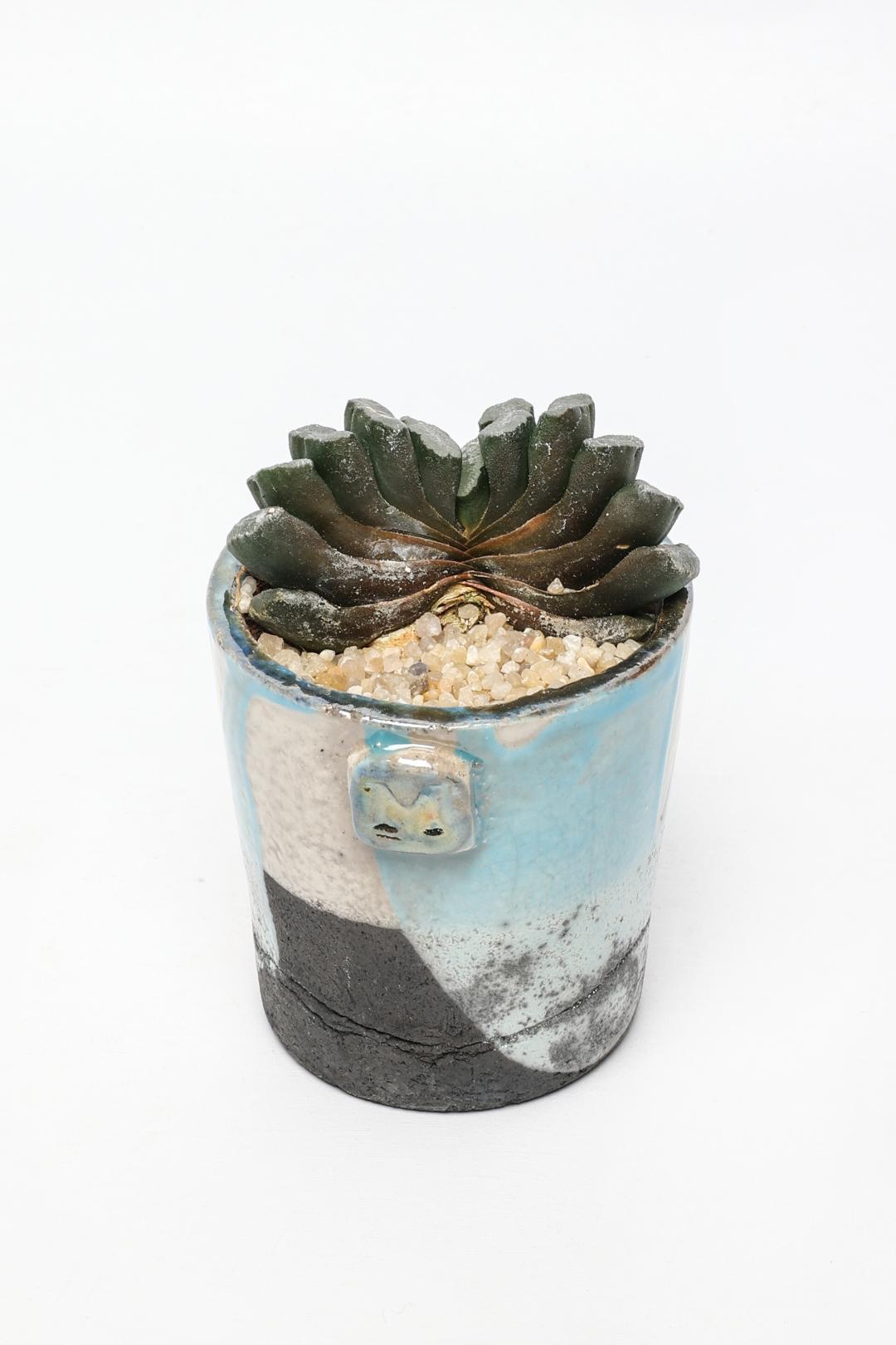 Haworthia truncata ManeRaku 381