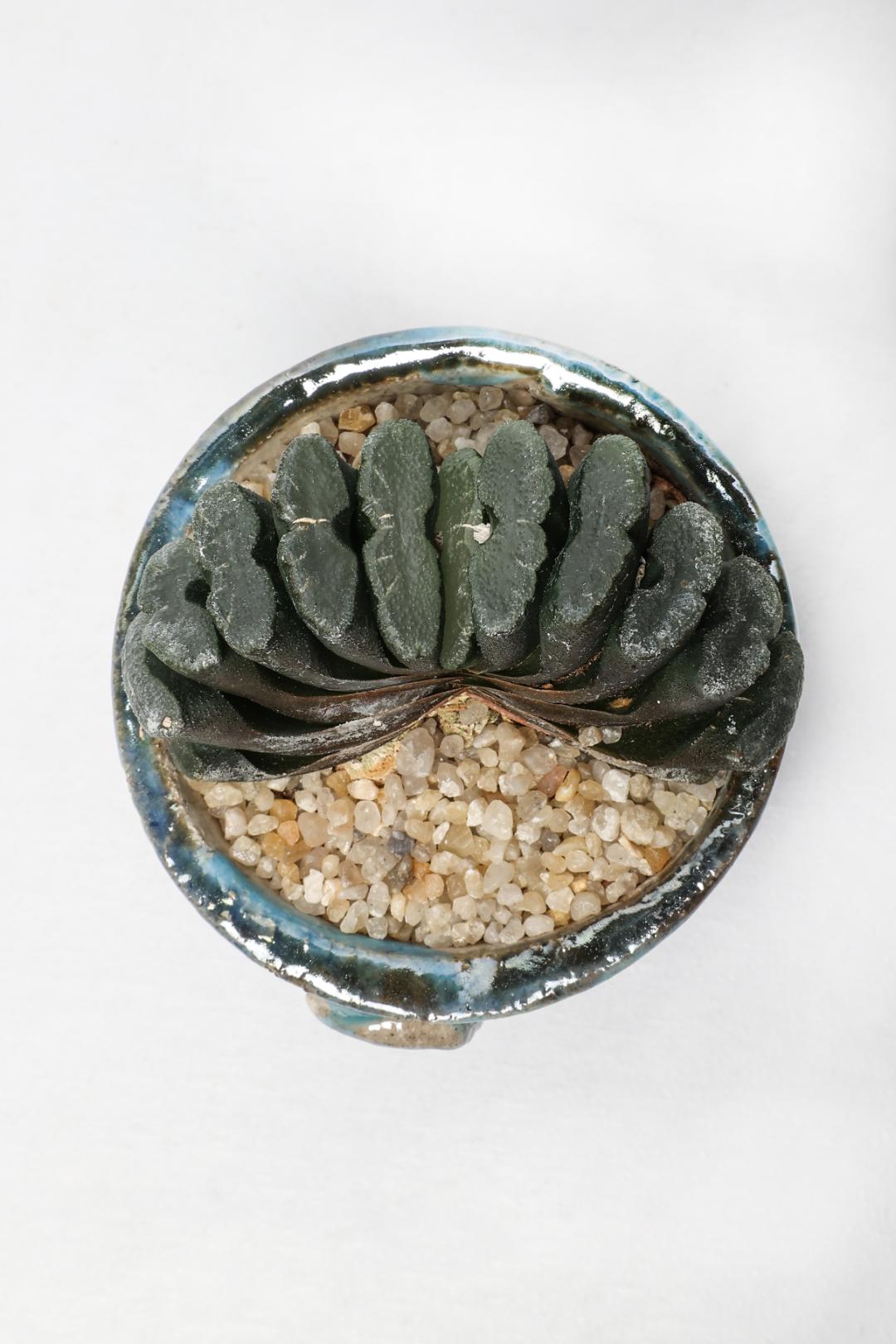 Haworthia truncata ManeRaku 381