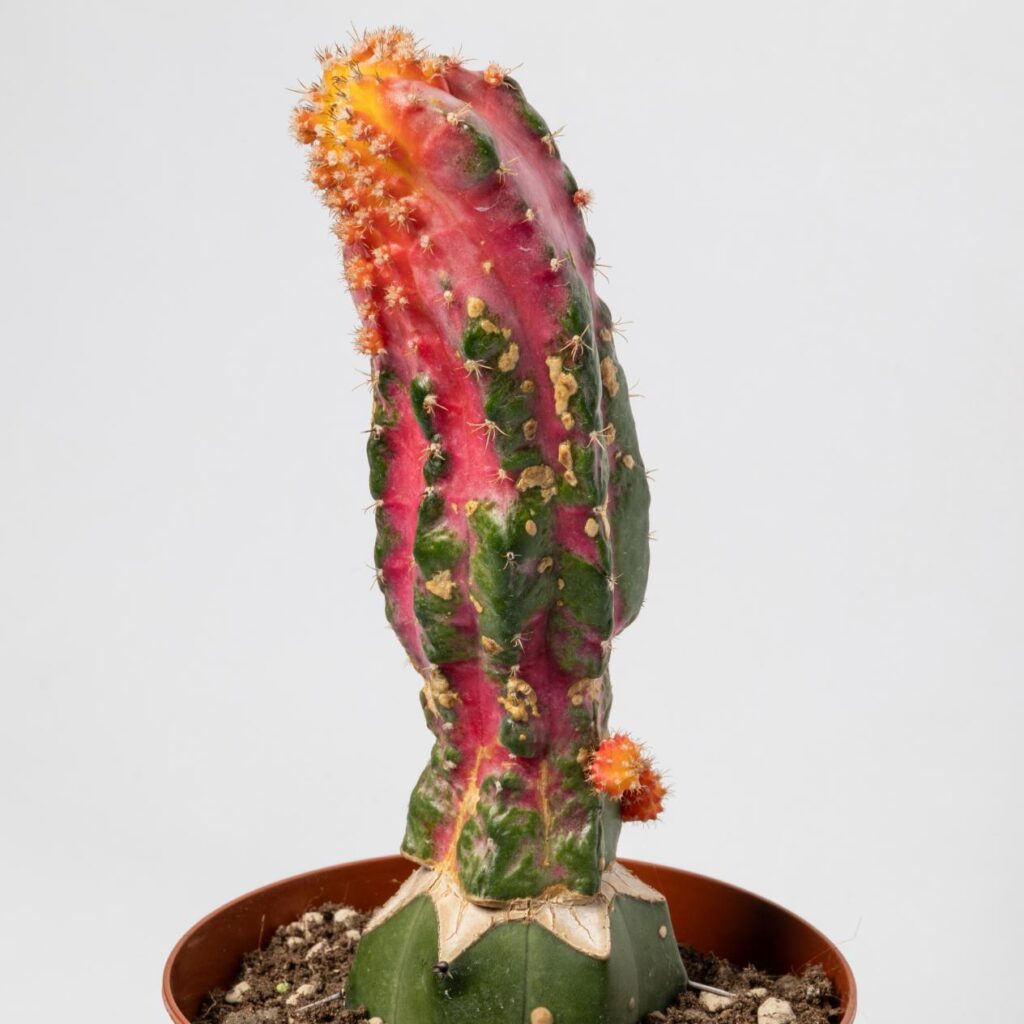 Astrophytum ornatum