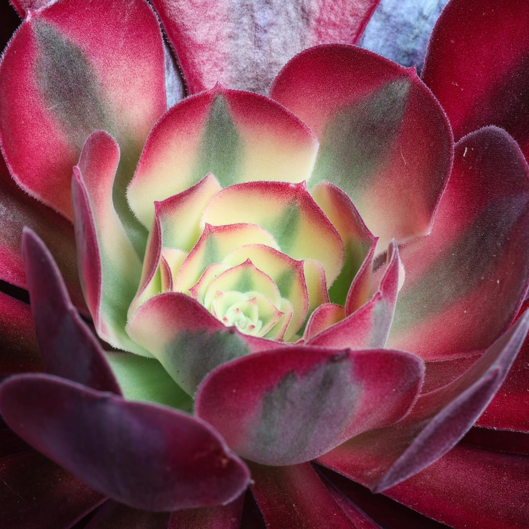 Aeonium Medusa Ø 17 cm
