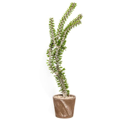 Alluaudia procera Ø 16 cm