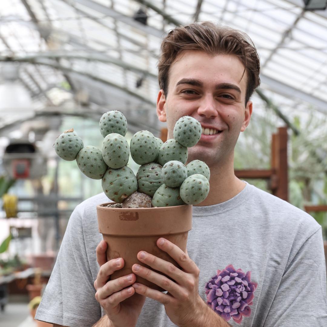Tephrocactus geometricus '16 palle' Ø 18 cm