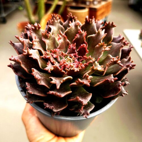 Graptoveria 'Starfire' Ø 14 cm