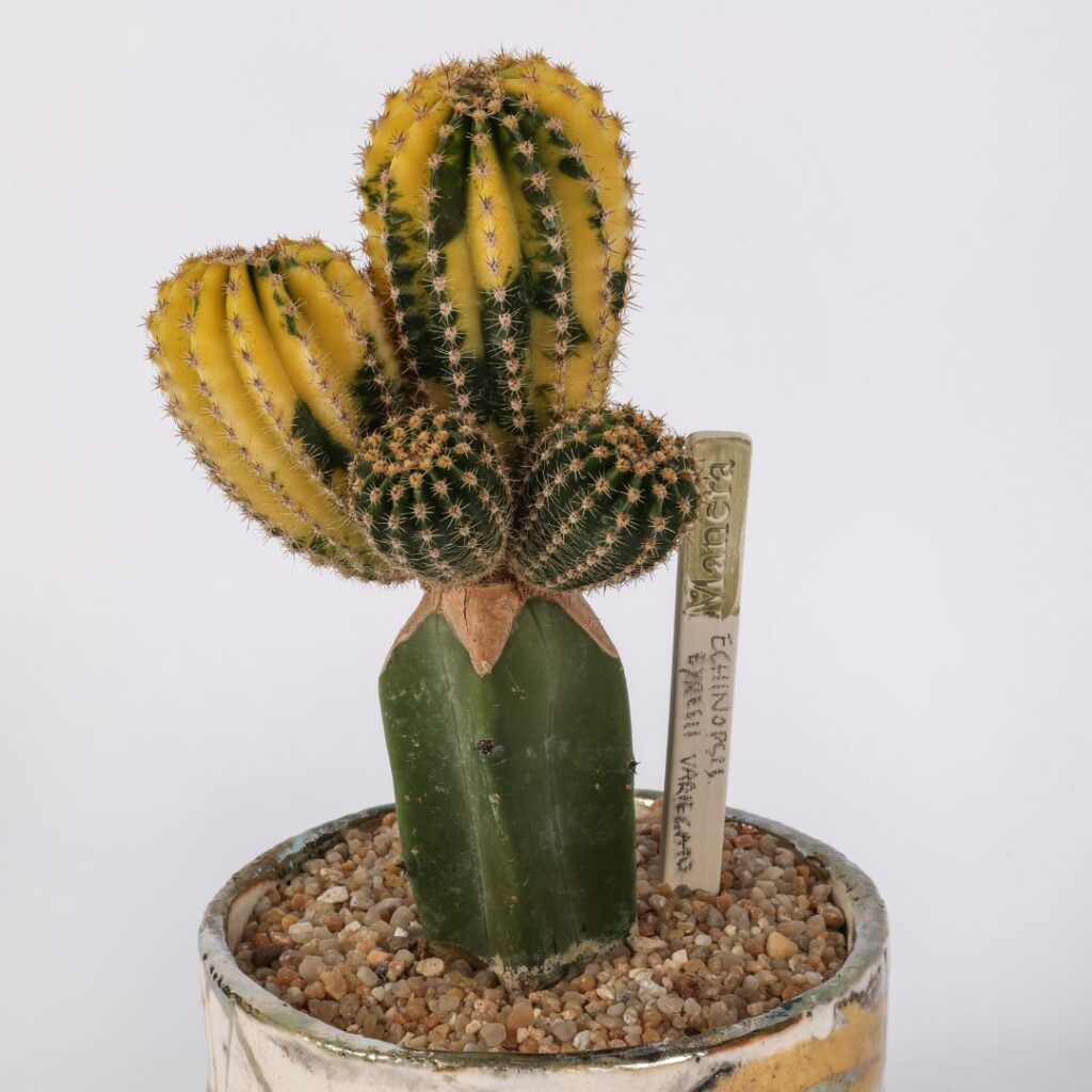 Echinopsis eyriesii variegato